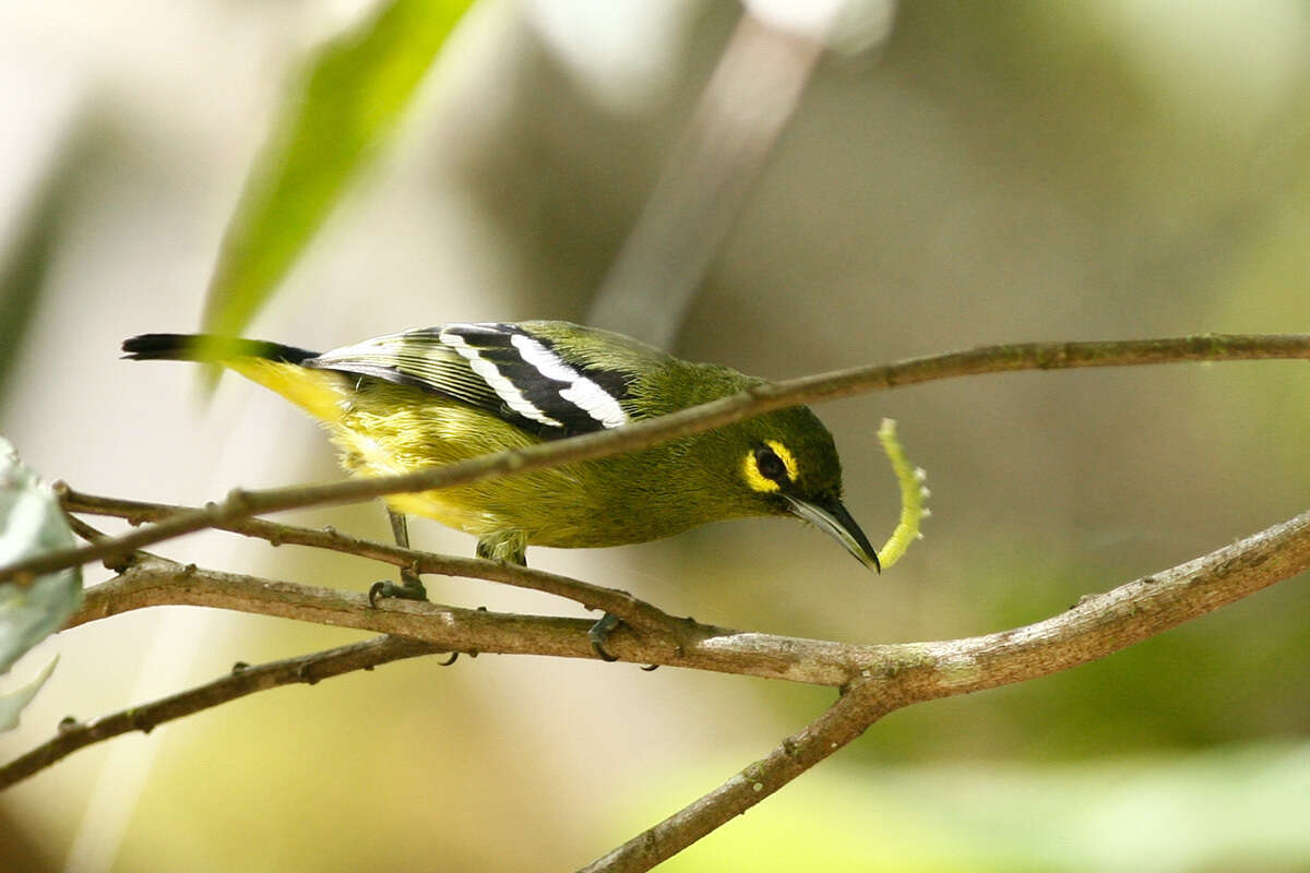 Aegithina viridissima (Bonaparte 1850) resmi