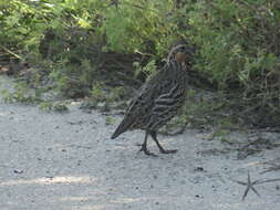 Image of Black-throated Bobwhite