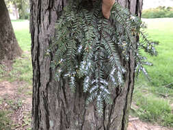 Image of Hemlock Woolly Adelgid