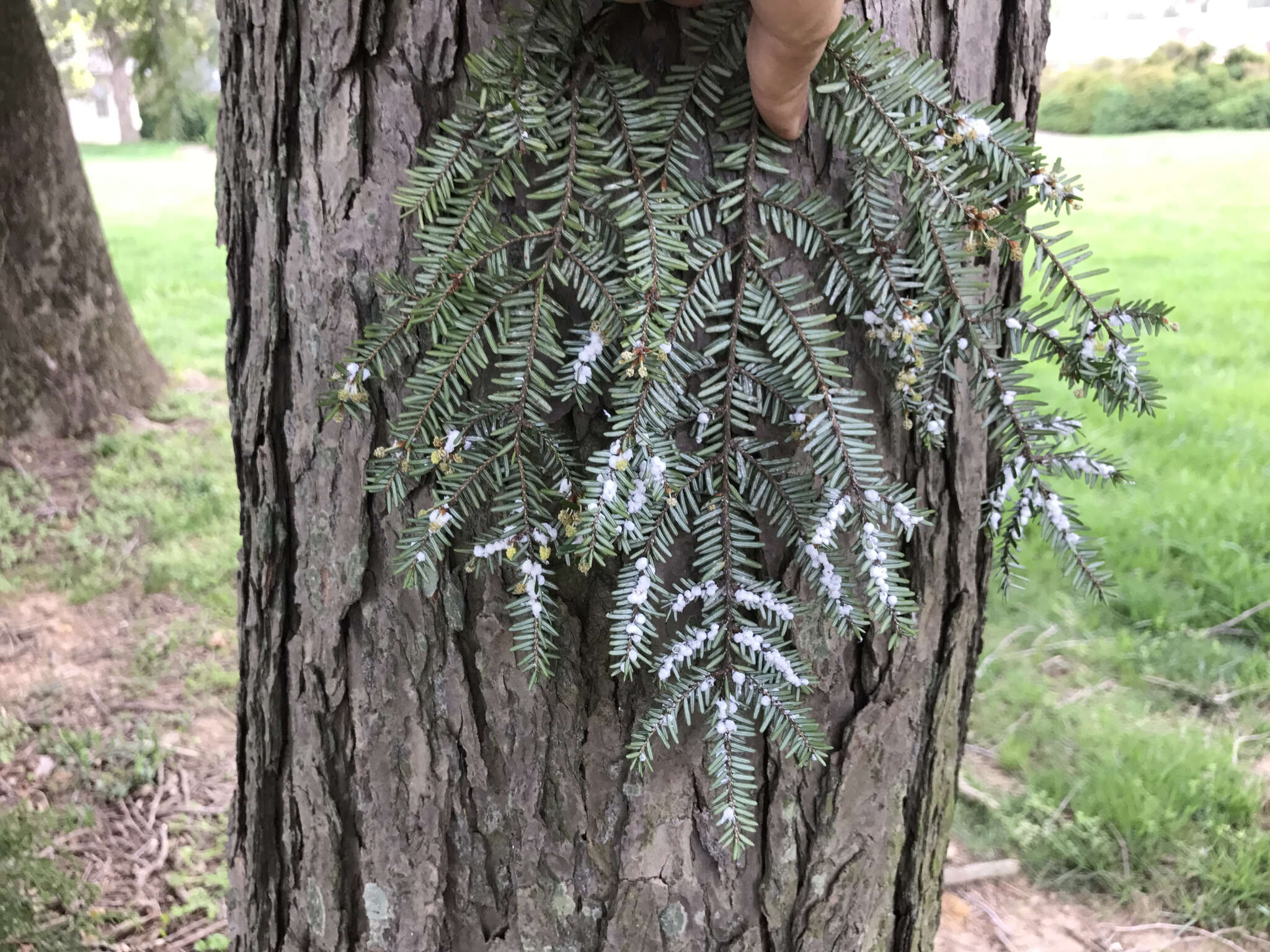 Image of Hemlock Woolly Adelgid