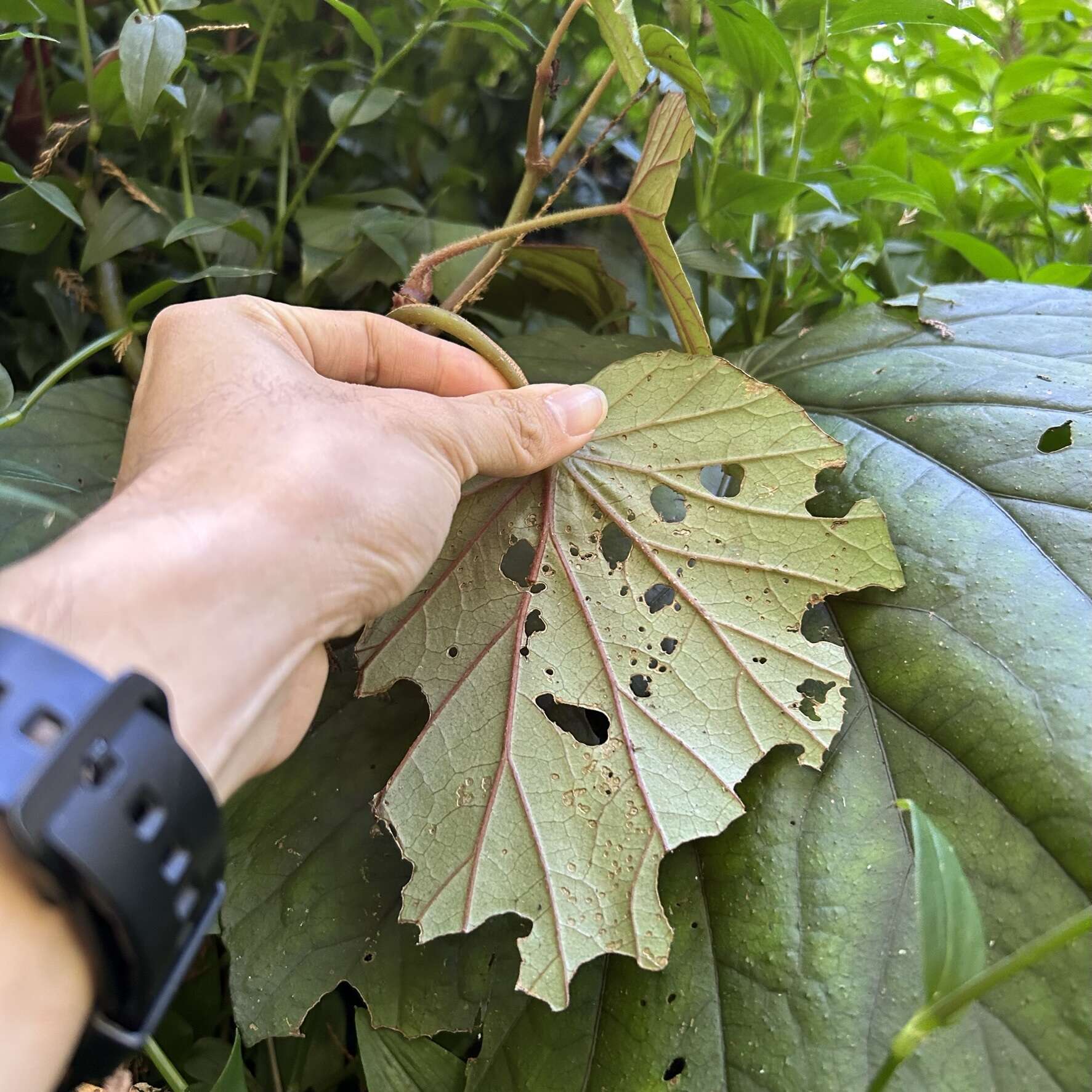 Image of Begonia nantoensis M. J. Lai & N. J. Chung