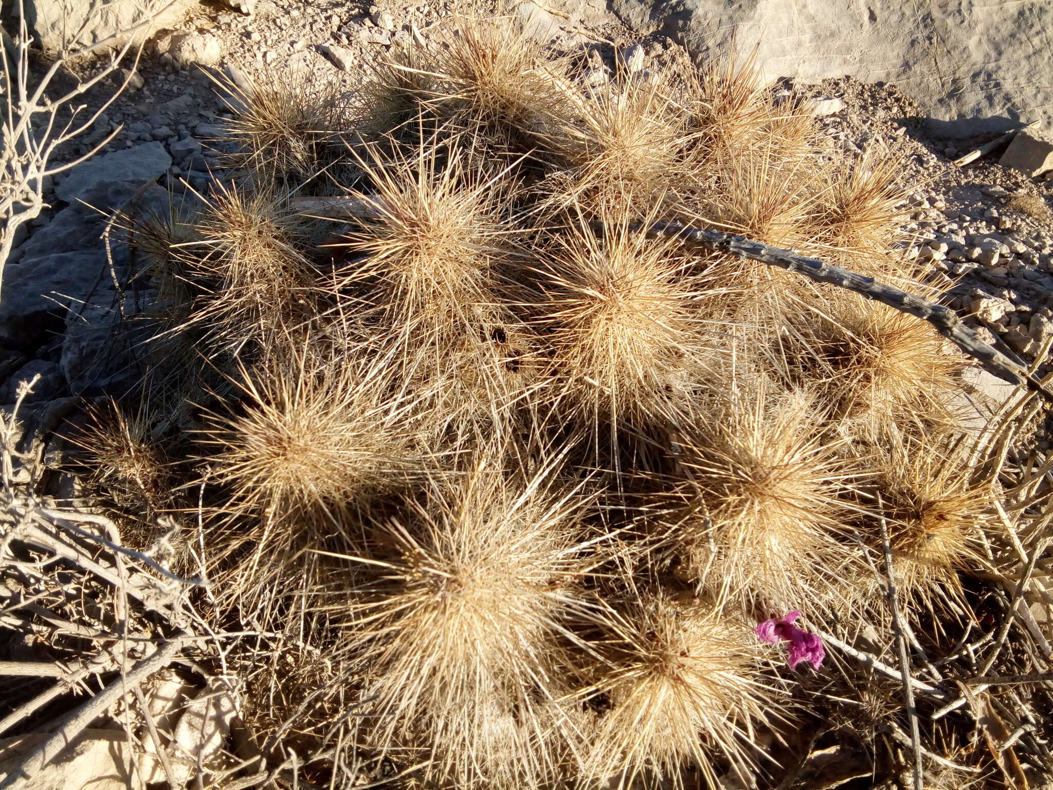 Image of Echinocereus occidentalis subsp. breckwoldtiorum