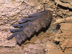 Image of Frosted Sac-winged Bat