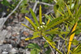 Image of Rauvolfia semperflorens Schltr.