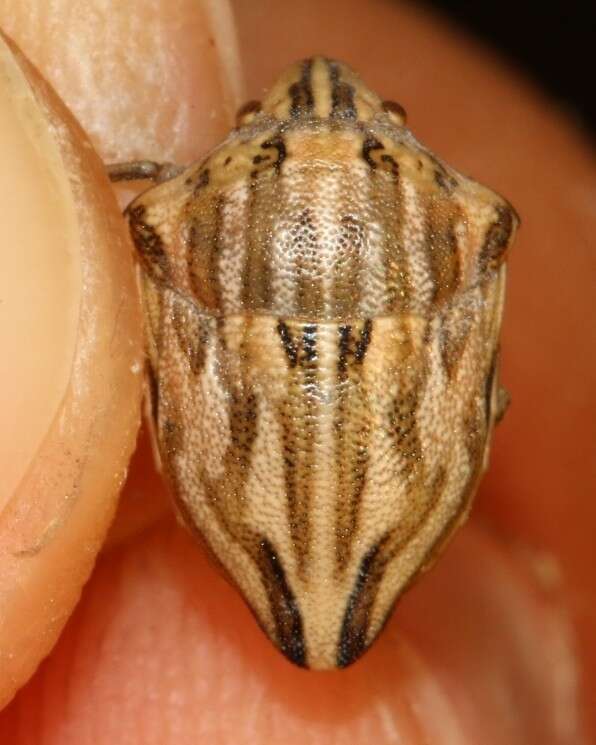 Image of <i>Odontotarsus robustus</i>