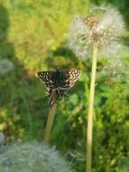 Image of Southern Grizzled Skipper