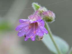 Image of hairy-tuft four o'clock