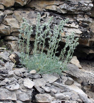 Image of Artemisia alpina Pall. ex Willd.