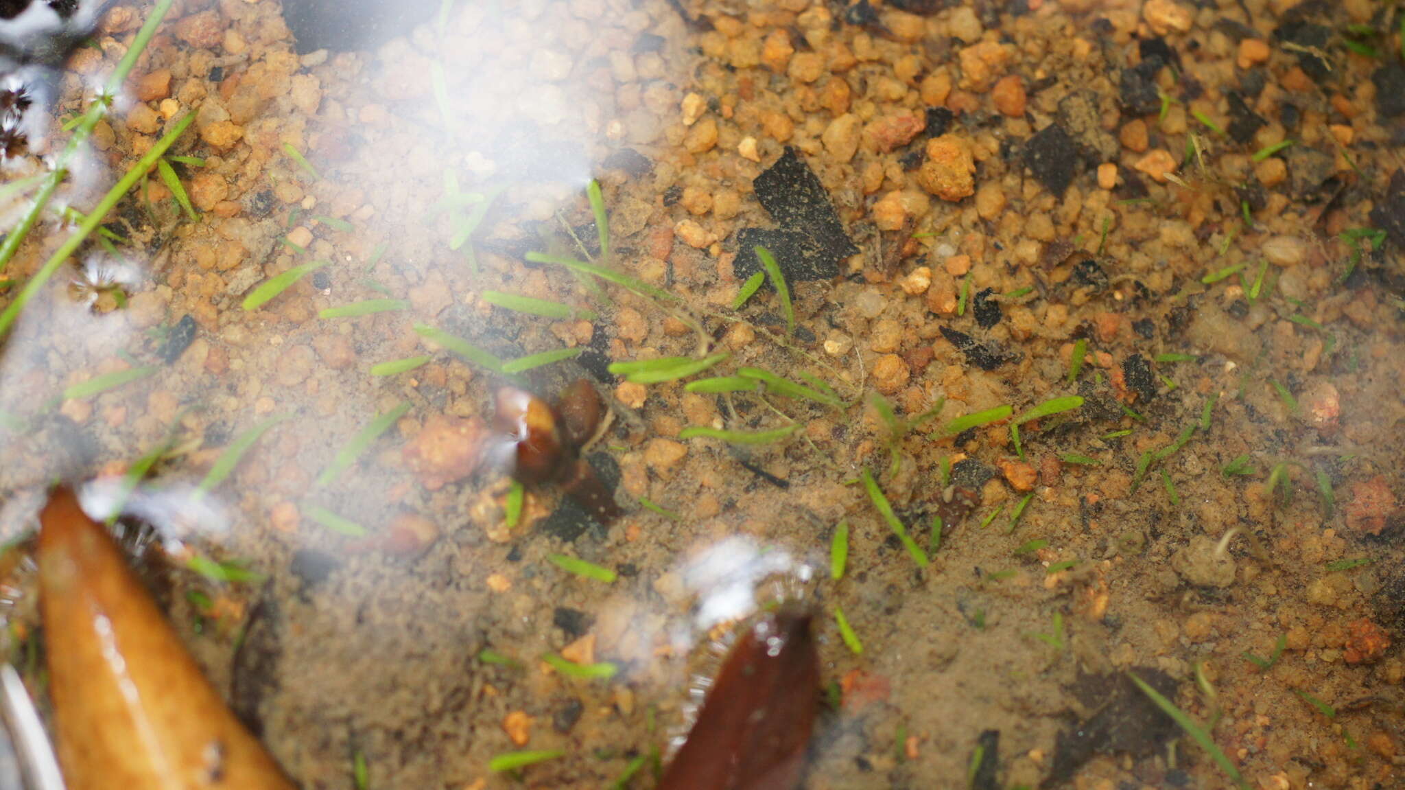 Image of Bifid Bladderwort