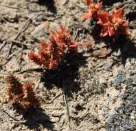 Image of Crassula bergioides Harv.