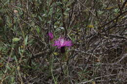 Image de Crupina crupinastrum (Moris) Vis.