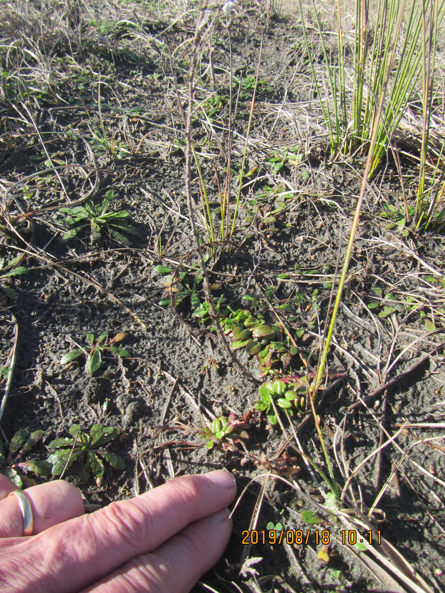 Image of <i>Epilobium billardiereanum</i>