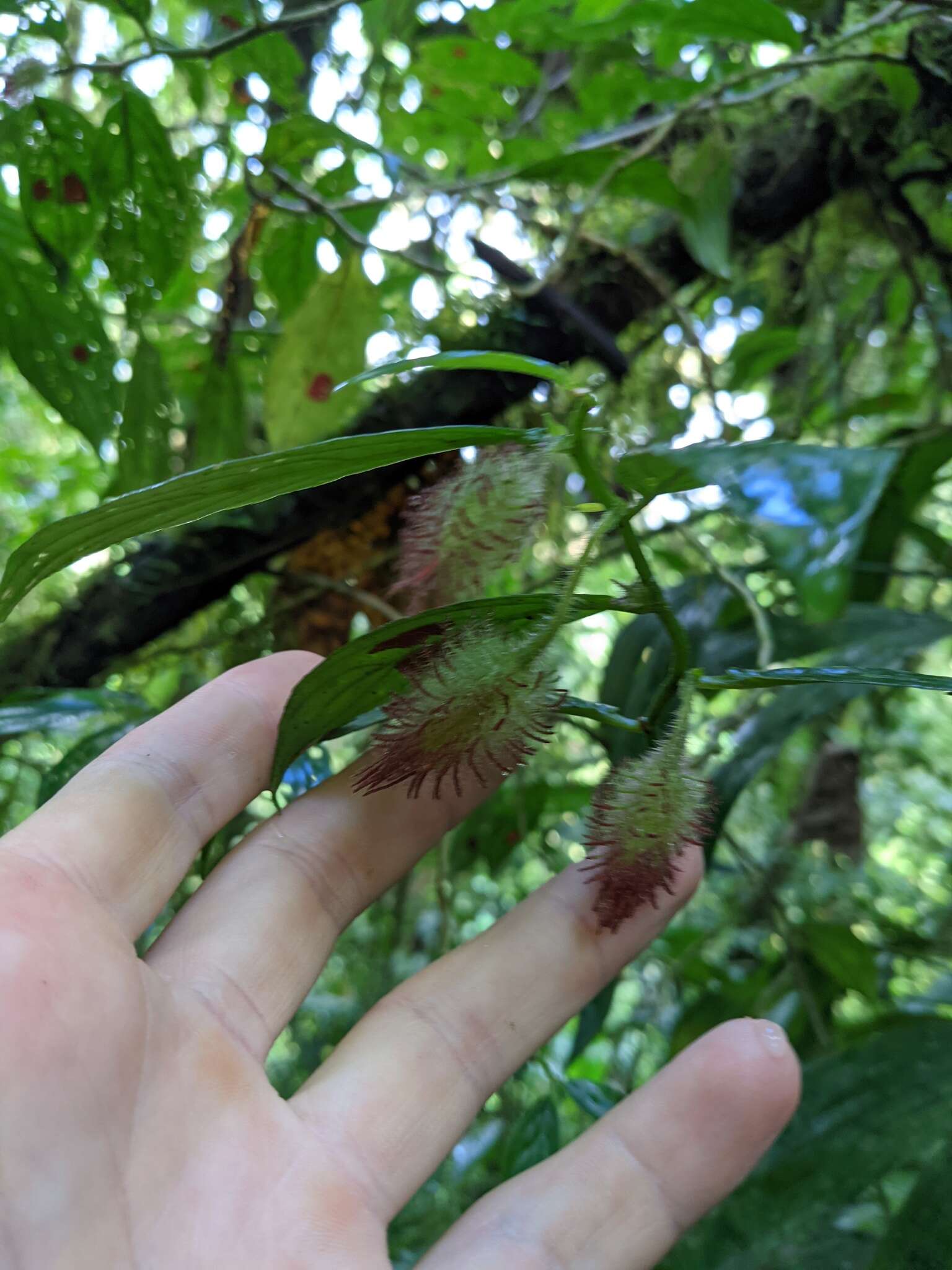 Image of Columnea sanguinolenta (Klotzsch ex Oerst.) Hanst.