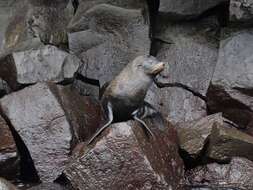 Image de Arctocéphale des Galapagos