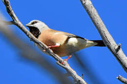 Image of Black-throated Finch