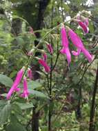 Salvia curviflora Benth. resmi