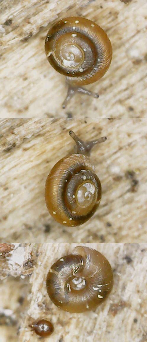 Image of dwarf snail