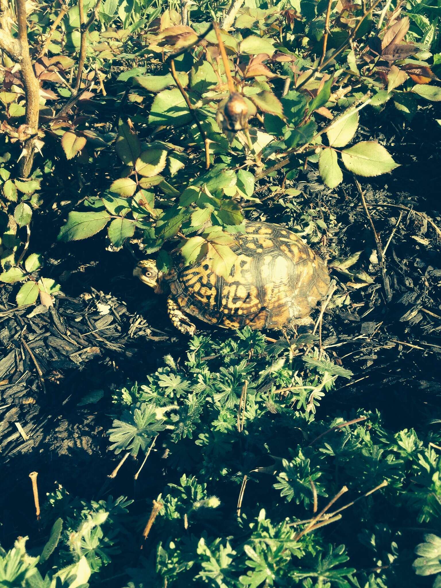 Image of American Box Turtle