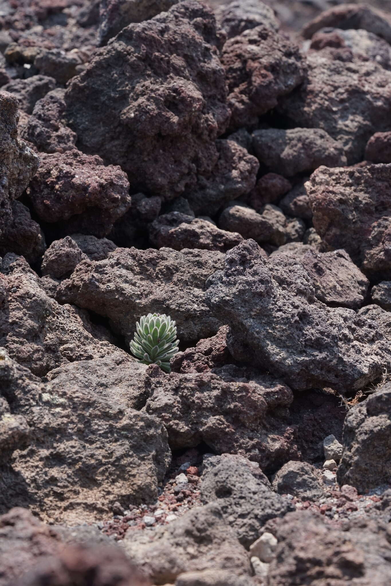 Image of Mt. Lassen draba