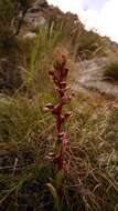 Image of Disa ophrydea (Lindl.) Bolus