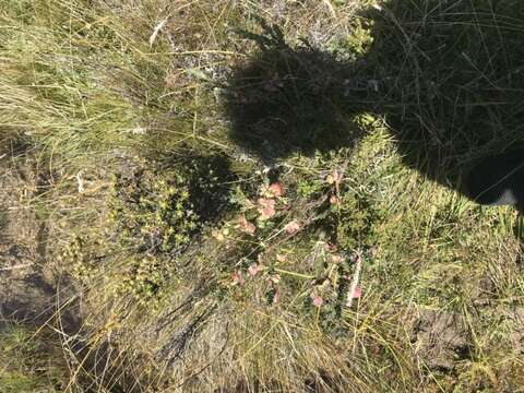 Image of Pimelea bracteata S. Threlfall