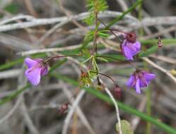 Image of Platytheca galioides Steetz