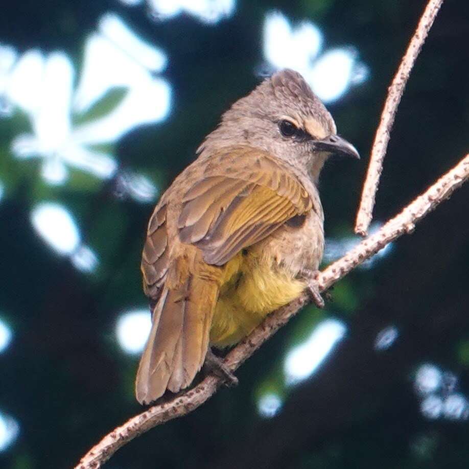 Image of Flavescent Bulbul