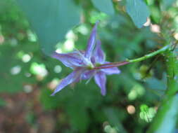 Image of Solanum mahoriense W. G. D' Arcy & A. Rakotozafy