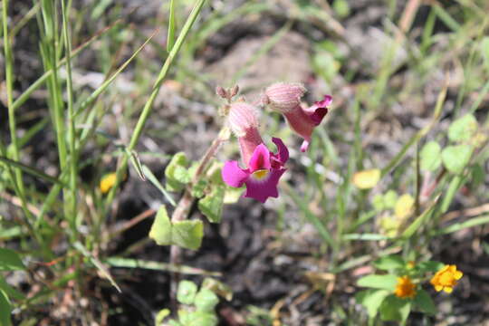 Image of Proboscidea louisianica subsp. fragrans (Lindl.) Bretting