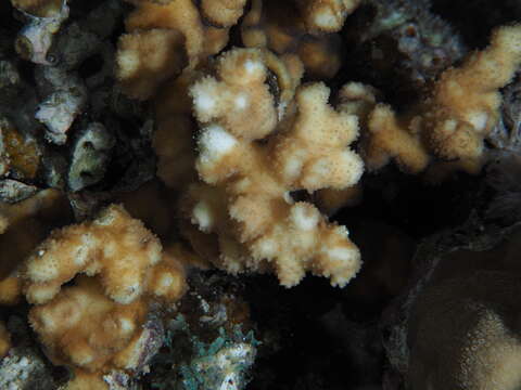 Image of hedgehog coral