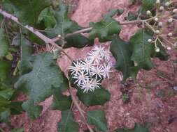 Image of Lowveld veronia