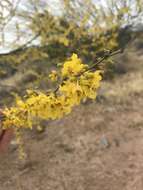 Image of Parkinsonia praecox (Ruiz & Pav.) Hawkins