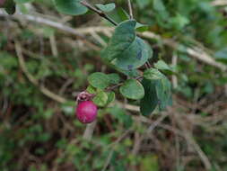 Image of Symphoricarpos × chenaultii Rehder