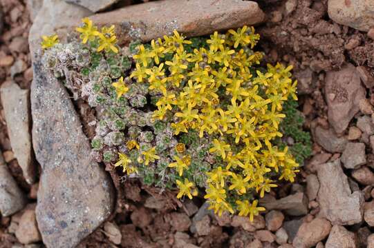 Image of Anadyr draba