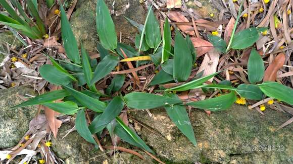 Image of bamboo-leaf