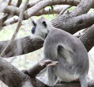 صورة Semnopithecus priam thersites (Blyth 1847)