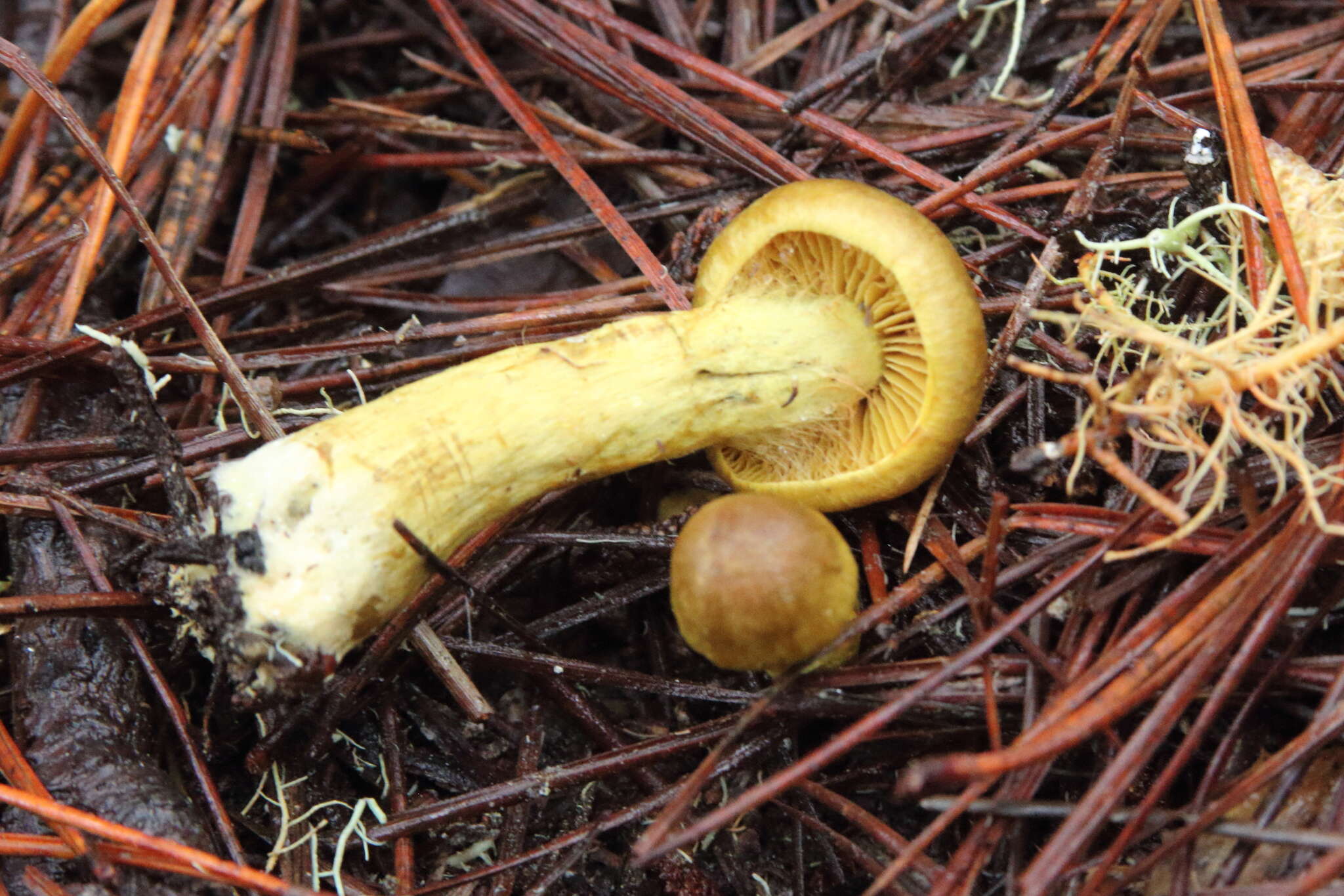 Sivun Cortinarius thiersii Ammirati & A. H. Sm. 1977 kuva