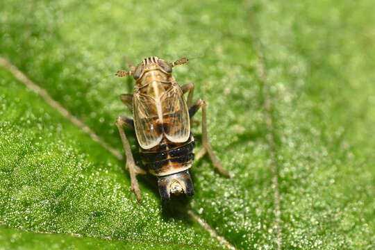 Image of Dicranotropis (Dicranotropis) hamata Boheman 1847