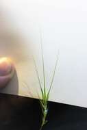 Hordeum murinum subsp. murinum的圖片