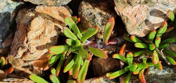 Plancia ëd Leptinella pyrethrifolia var. linearifolia (Cheeseman) D. G. Lloyd & C. J. Webb