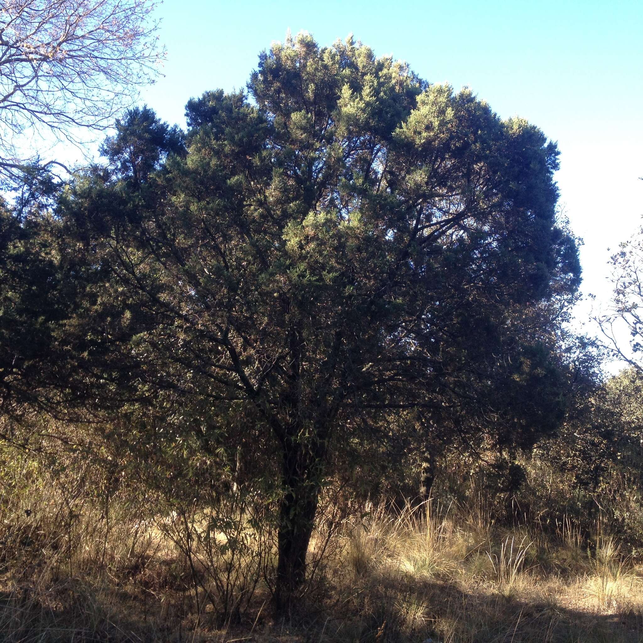 Juniperus deppeana var. deppeana resmi