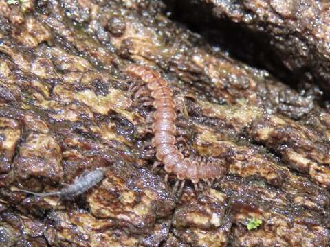 Image of Granulated Millipede