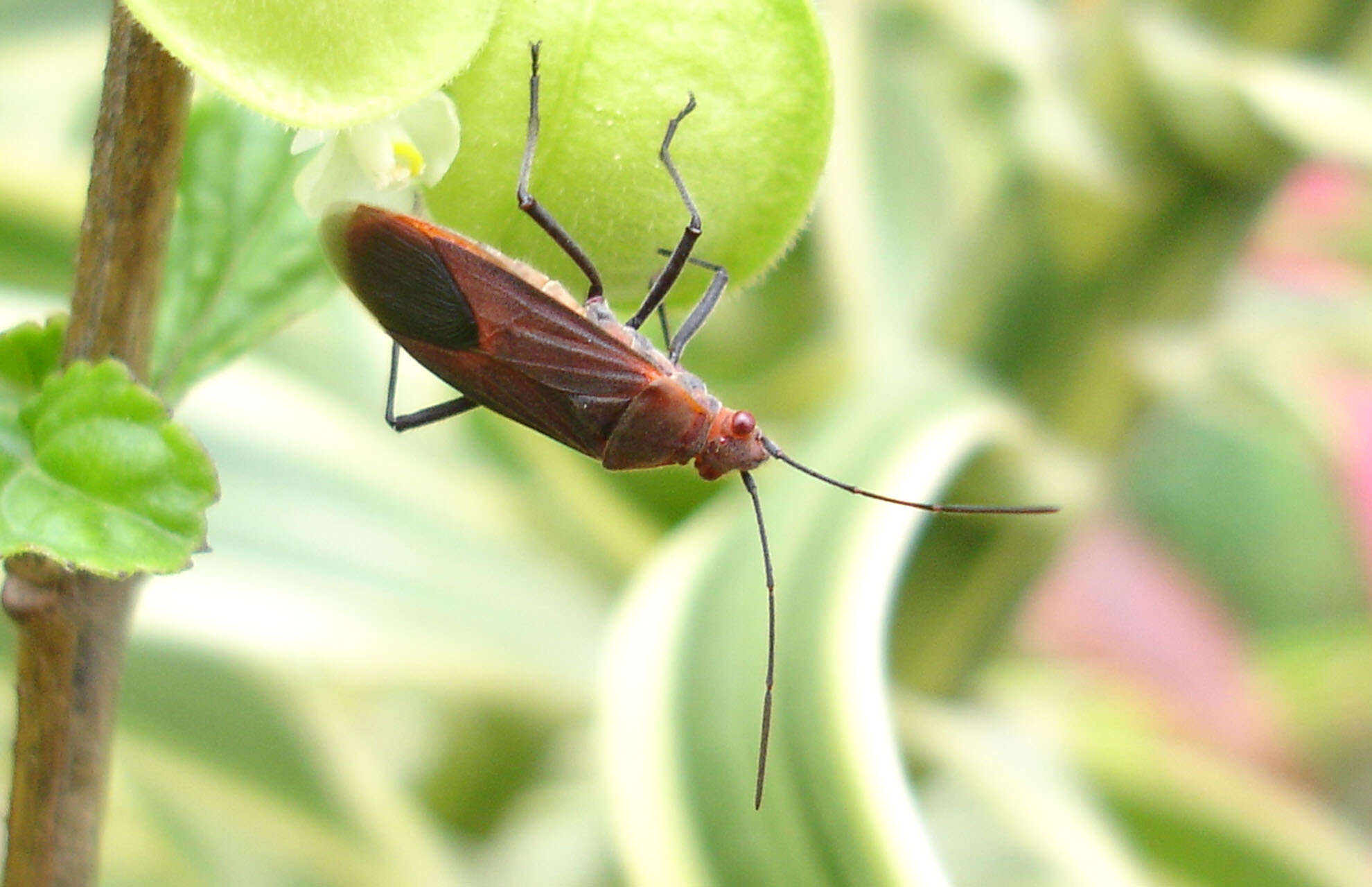 Image of Leptocoris isolatus (Distant 1914)