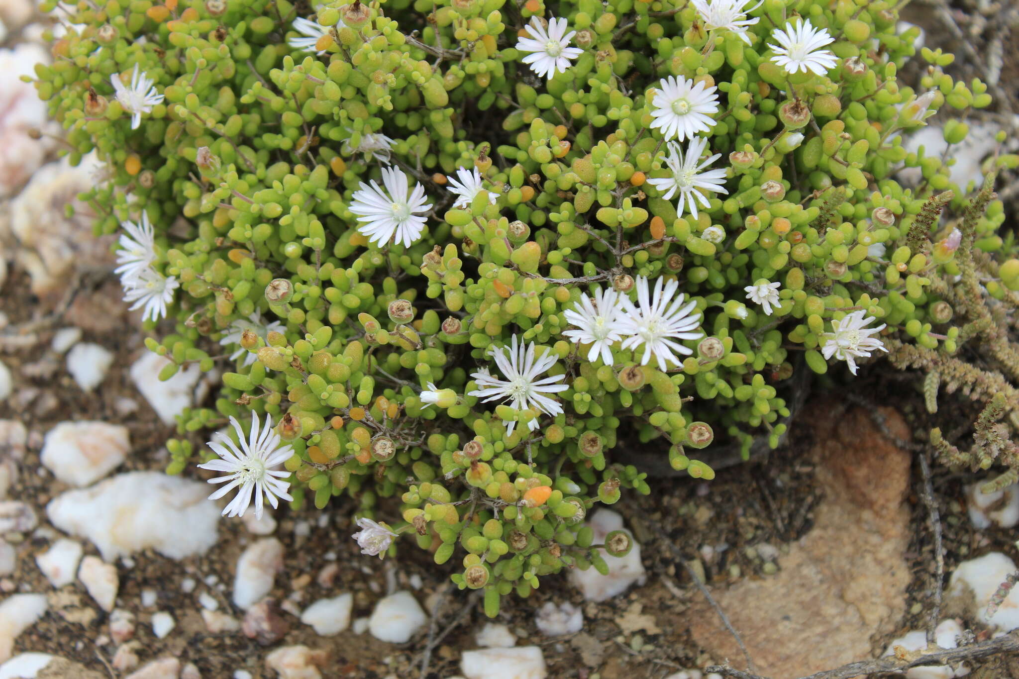 Image of Drosanthemum albiflorum (L. Bol.) Schwant.