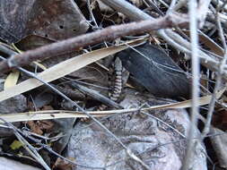 Image of Madrean Alligator Lizard