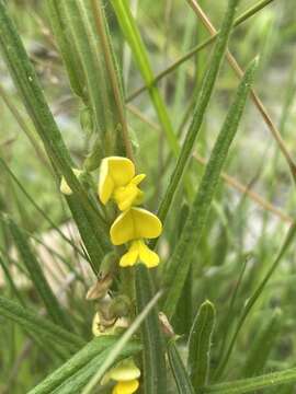 Image of Eriosema chinense Vogel