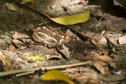 Phaedyma columella Cramer 1782 resmi