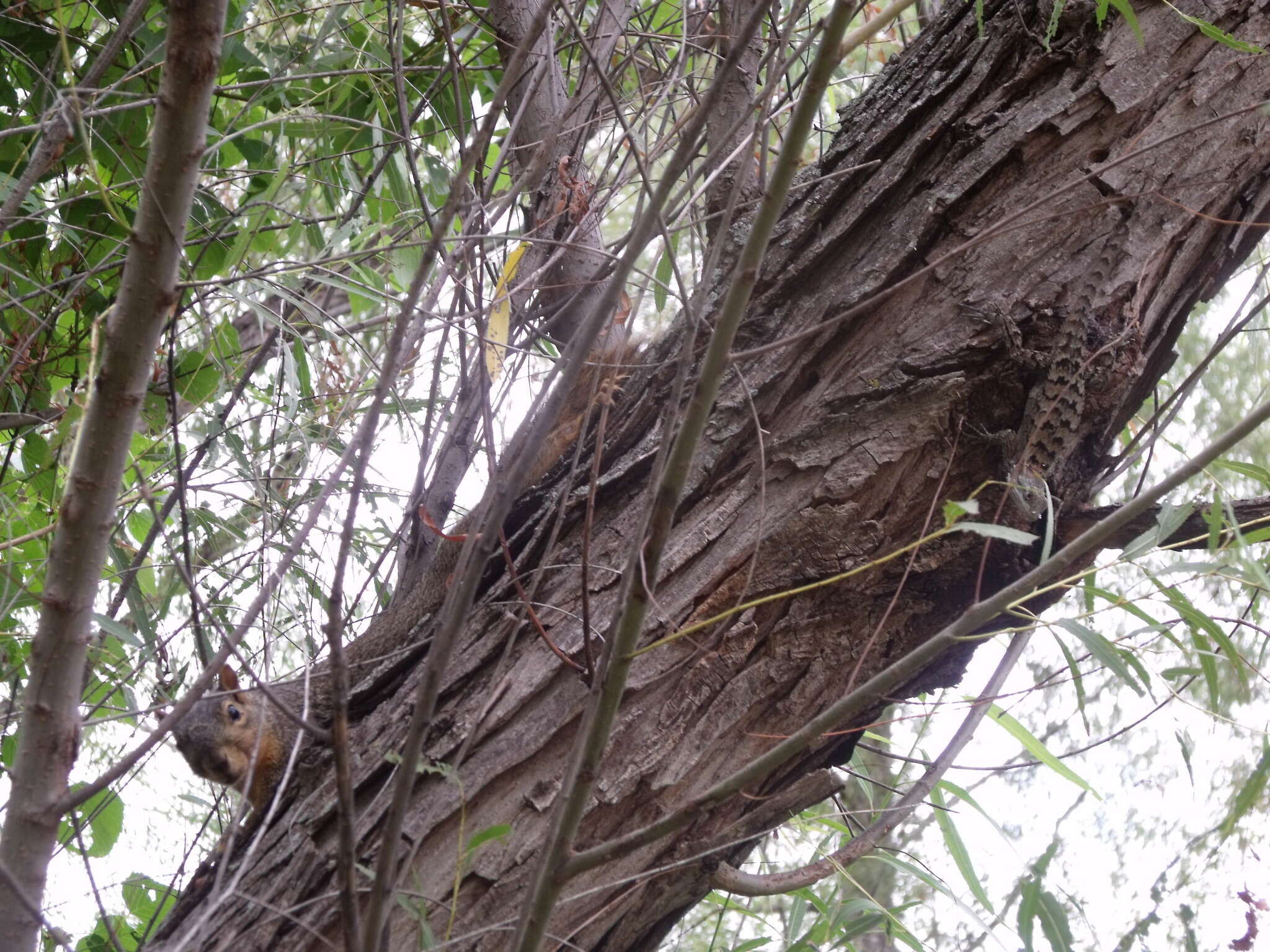 Image of Sciurus subgen. Sciurus Linnaeus 1758