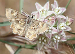 Image of Arizona Powdered-Skipper