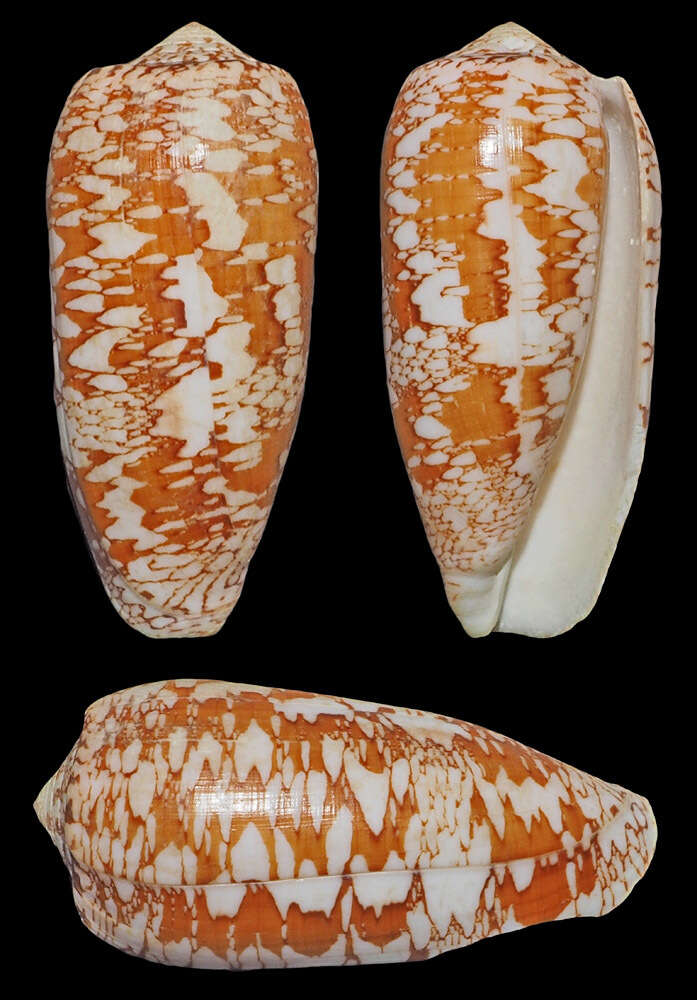 صورة Conus omaria Hwass ex Bruguière 1792